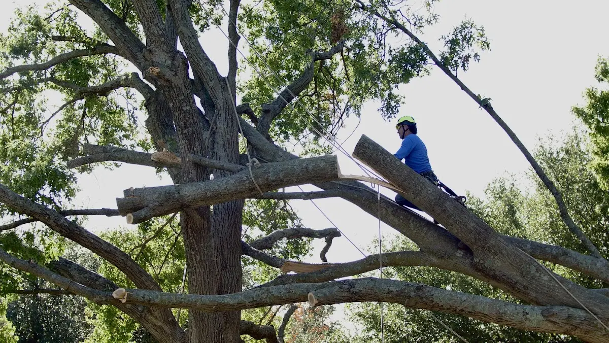 Professional Crown Thinning performed by certified arborists in Downsville